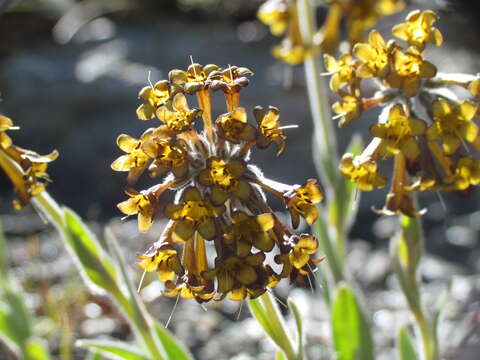 Myosotis macrantha (Hook. fil.) Benth. & Hook. fil. resmi