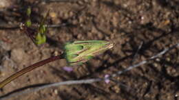 Imagem de Agoseris heterophylla var. heterophylla