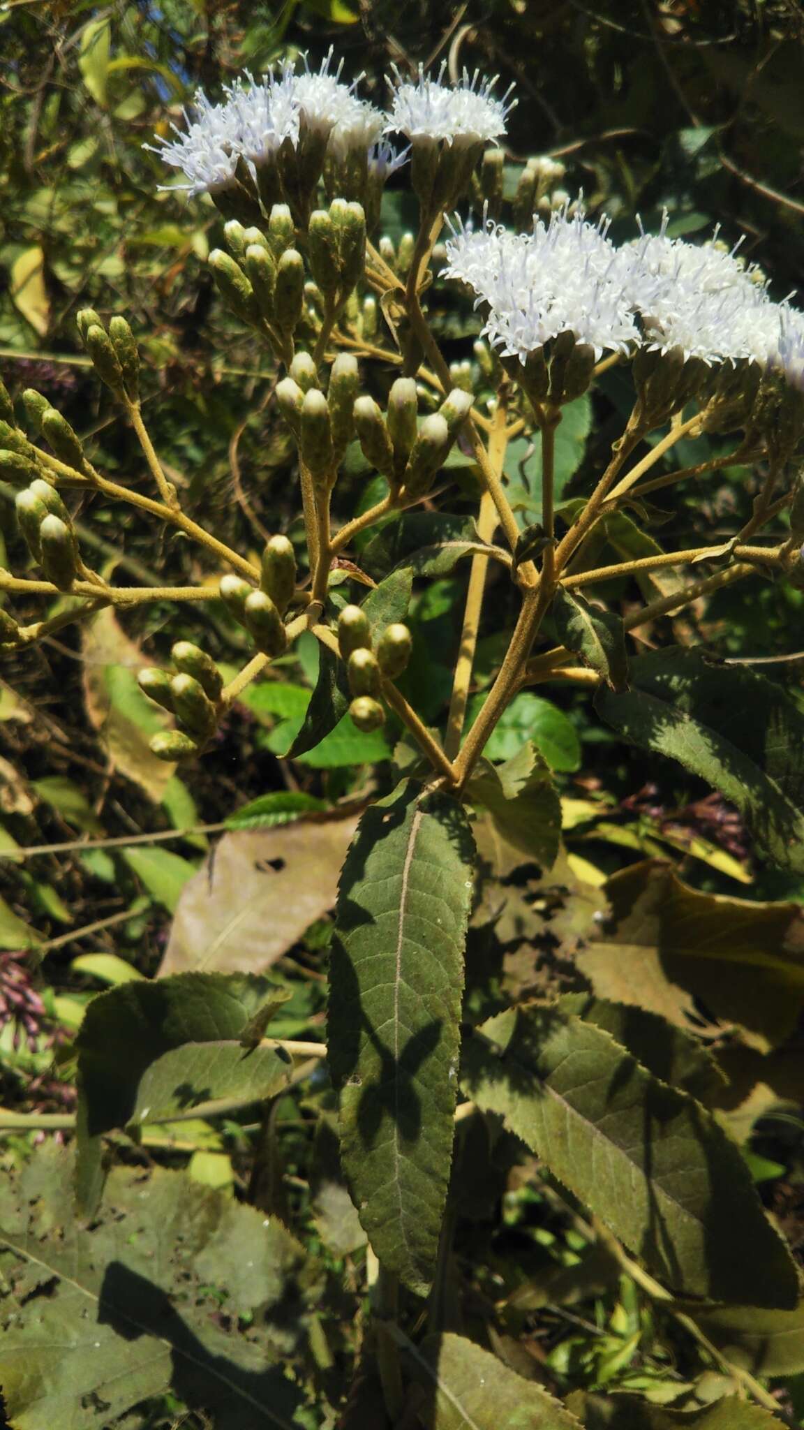 Image of Gymnanthemum appendiculatum (Less.) H. Robinson