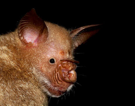 Image of Commerson's Leafnosed Bat