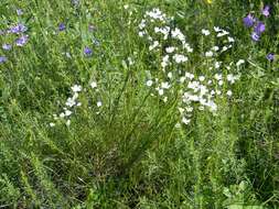 Imagem de Eremogone longifolia (M. Bieb.) Fenzl