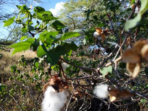 Image of Sea Island Cotton