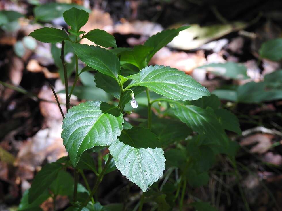 Imagem de Hybanthus longipes (Dowell) Standl.