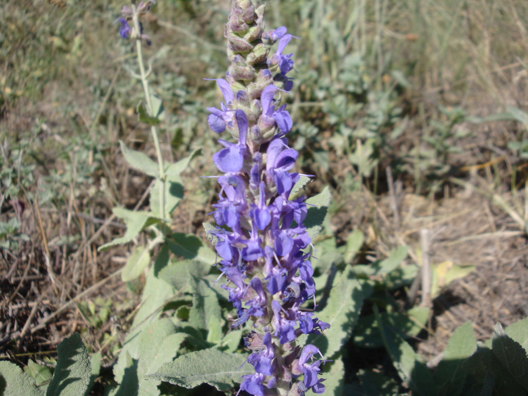 Imagem de Salvia nemorosa subsp. pseudosylvestris (Stapf) Bornm.