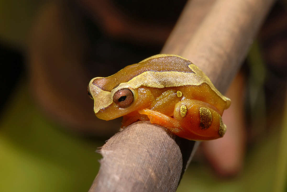 Image of Dendropsophus elegans (Wied-Neuwied 1824)