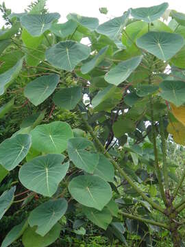 Image of Homalanthus fastuosus (Linden) Fern.-Vill.