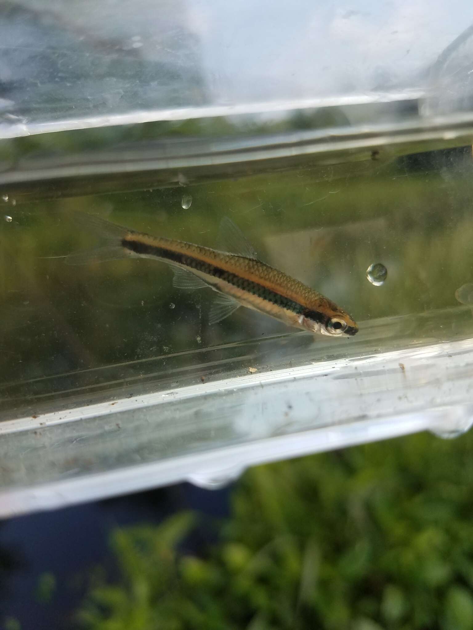 Notropis chalybaeus (Cope 1867)的圖片