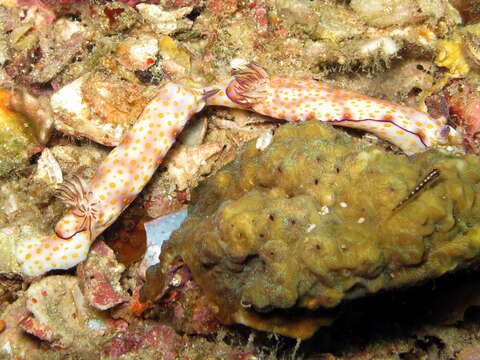 Image de Hypselodoris pulchella (Rüppell & Leuckart 1830)