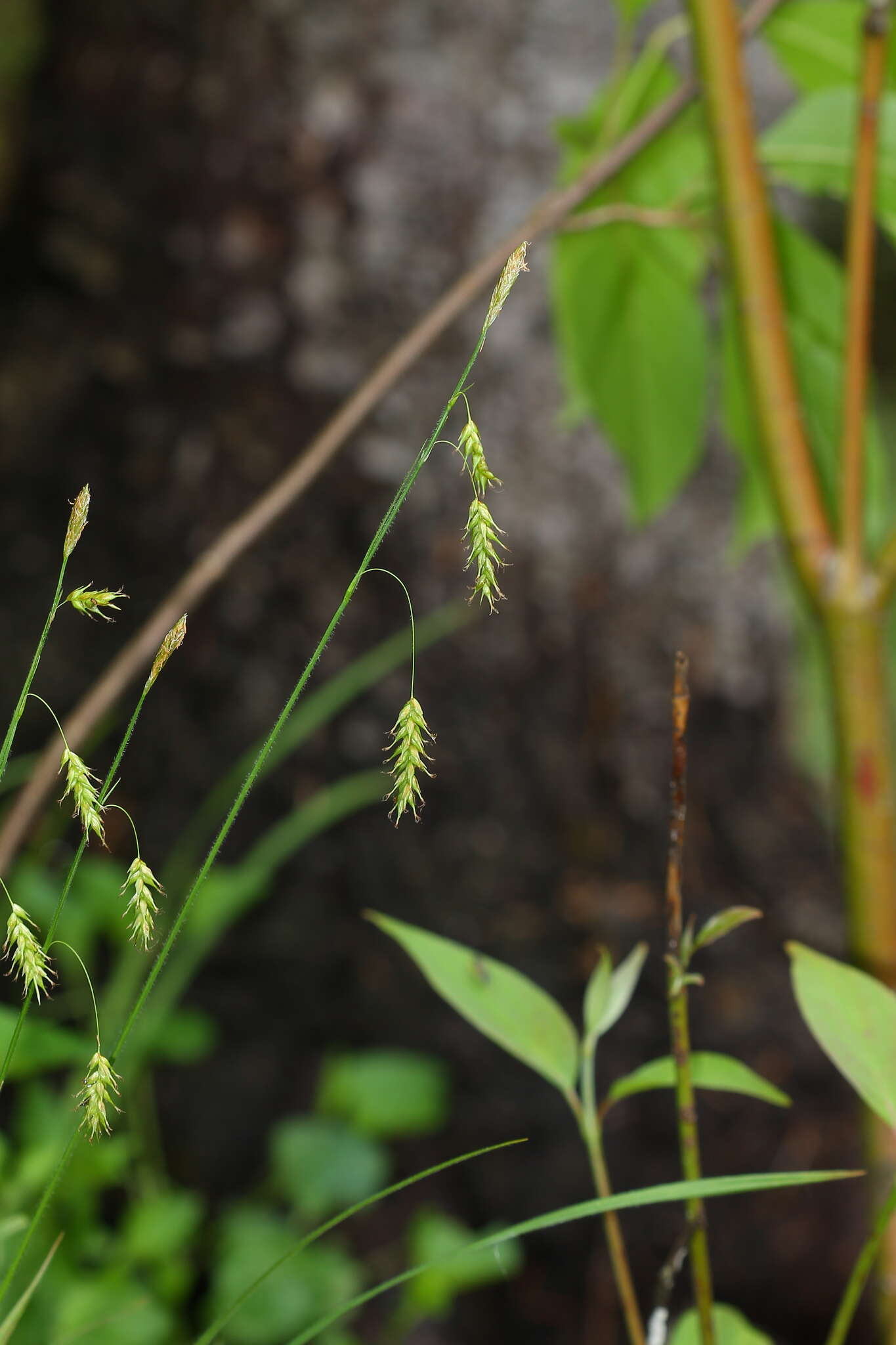 Image of chestnut sedge