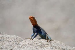 Image of Agama lionotus dodomae Loveridge 1923