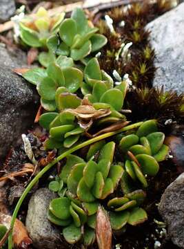 Plancia ëd Schizacme montana (Hook. fil. ex Benth.) C. R. Dunlop