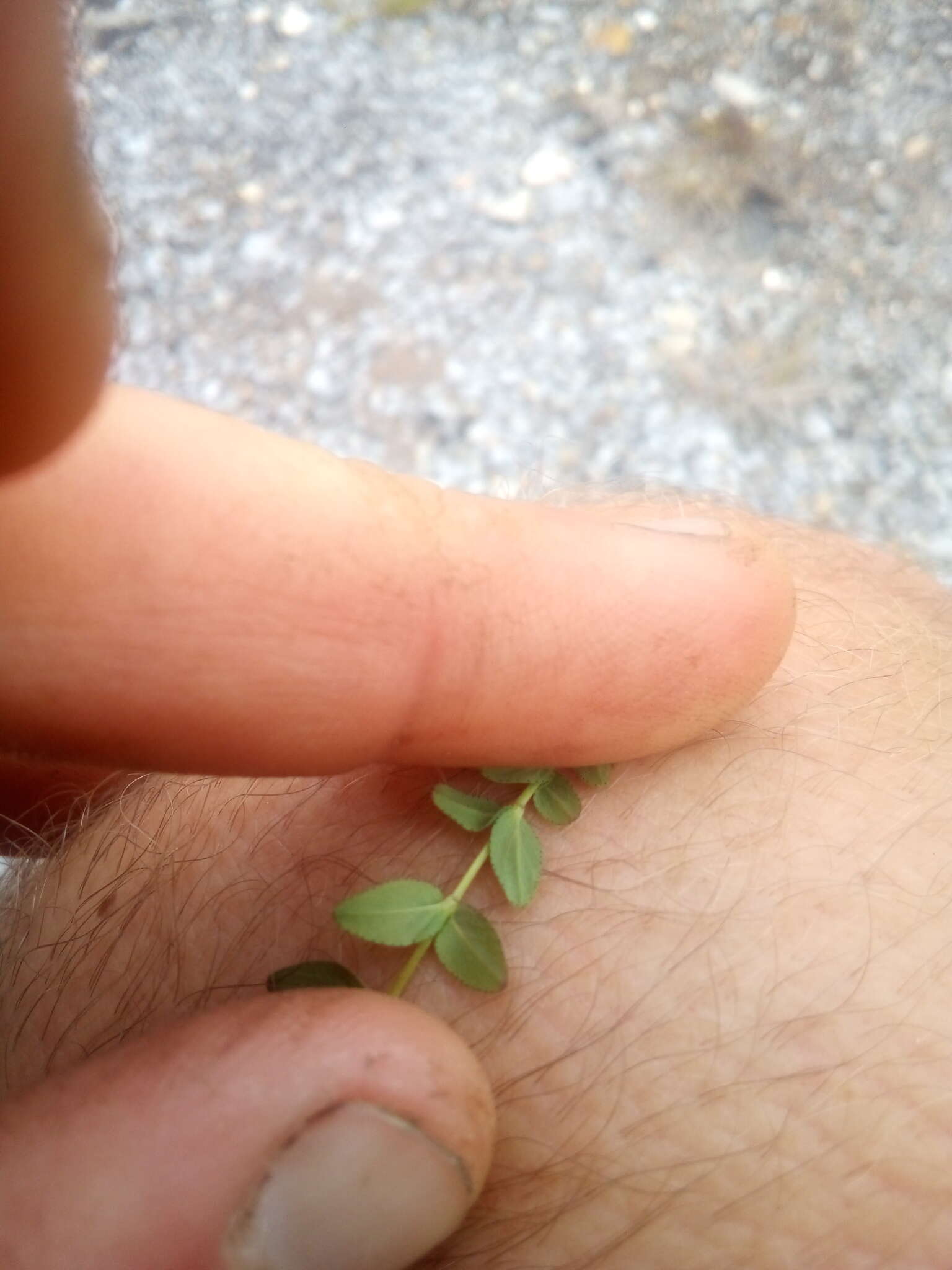 Image of trailing St John's-wort