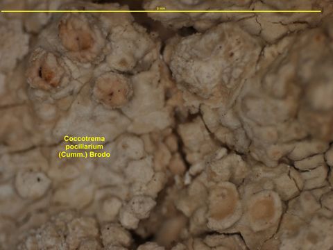 Image of coccotrema lichen