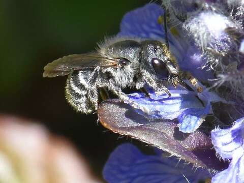 Image of Mason bee