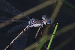 Image of Carolina Spreadwing