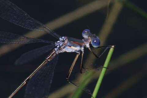 Image of Carolina Spreadwing