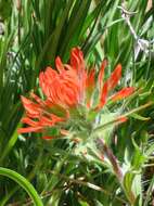 Image of acute Indian paintbrush