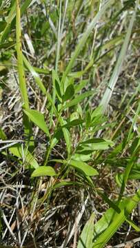 Image of Columbian whitetop aster