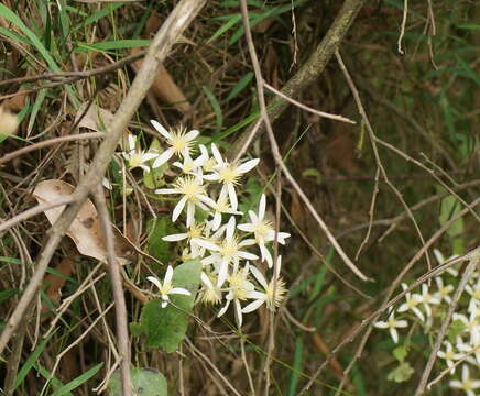 <i>Clematis aristata</i> resmi