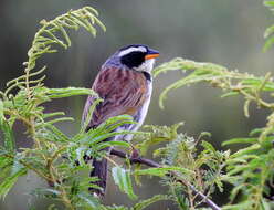 صورة Coryphaspiza Gray & GR 1840