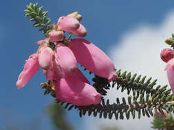 Image of Albertinia White Heath