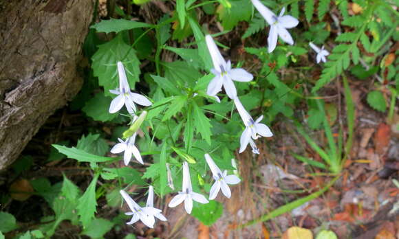 Image of Lobelia pubescens var. pubescens