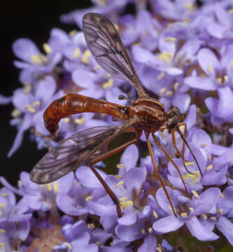 Sivun Leptynoma sericea Westwood 1876 kuva