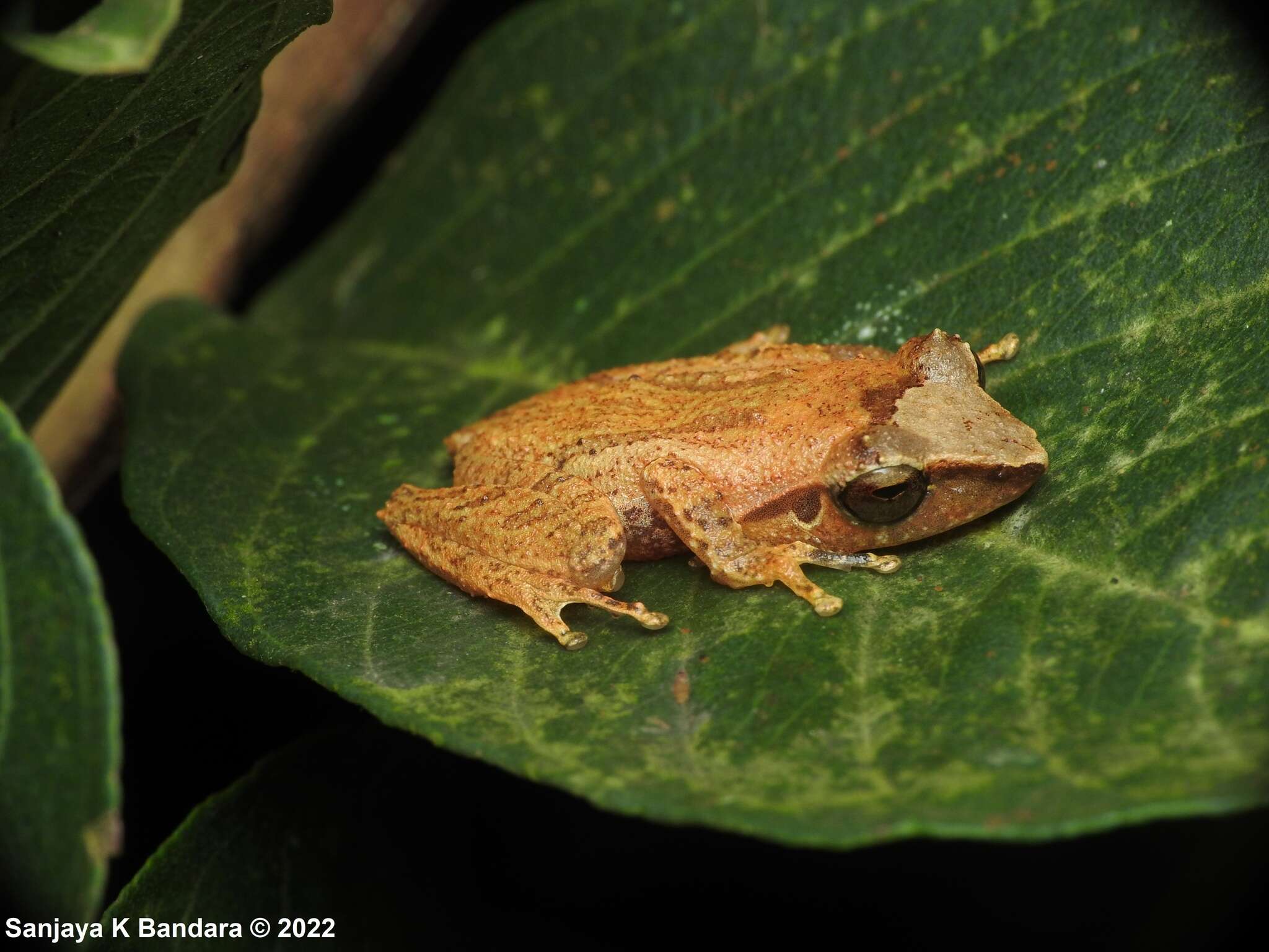 Imagem de Pseudophilautus folicola (Manamendra-Arachchi & Pethiyagoda 2005)