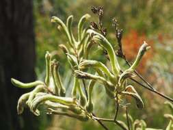 Image of Anigozanthos flavidus Redouté