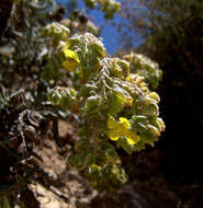 Image of Helianthemum syriacum (Jacq.) Dum.-Courset