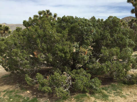 Sivun Juniperus californica Carrière kuva