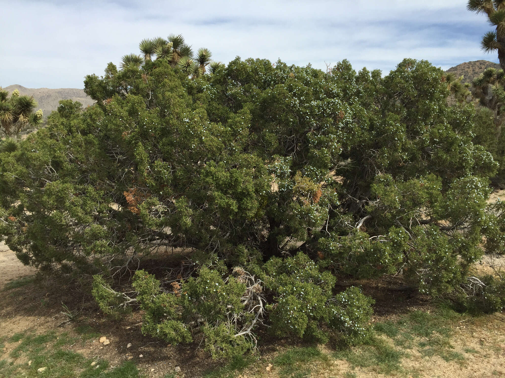 Imagem de Juniperus californica Carrière