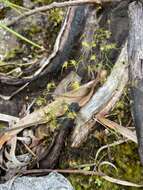 Image of Drosera modesta Diels