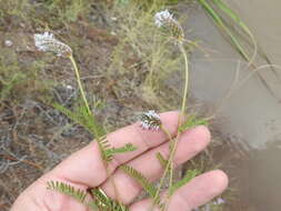 Imagem de Dalea leporina (Aiton) Bullock