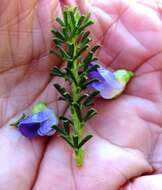 Image of Psoralea aculeata L.