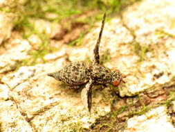 Image of Callopistromyia strigula (Loew 1873)