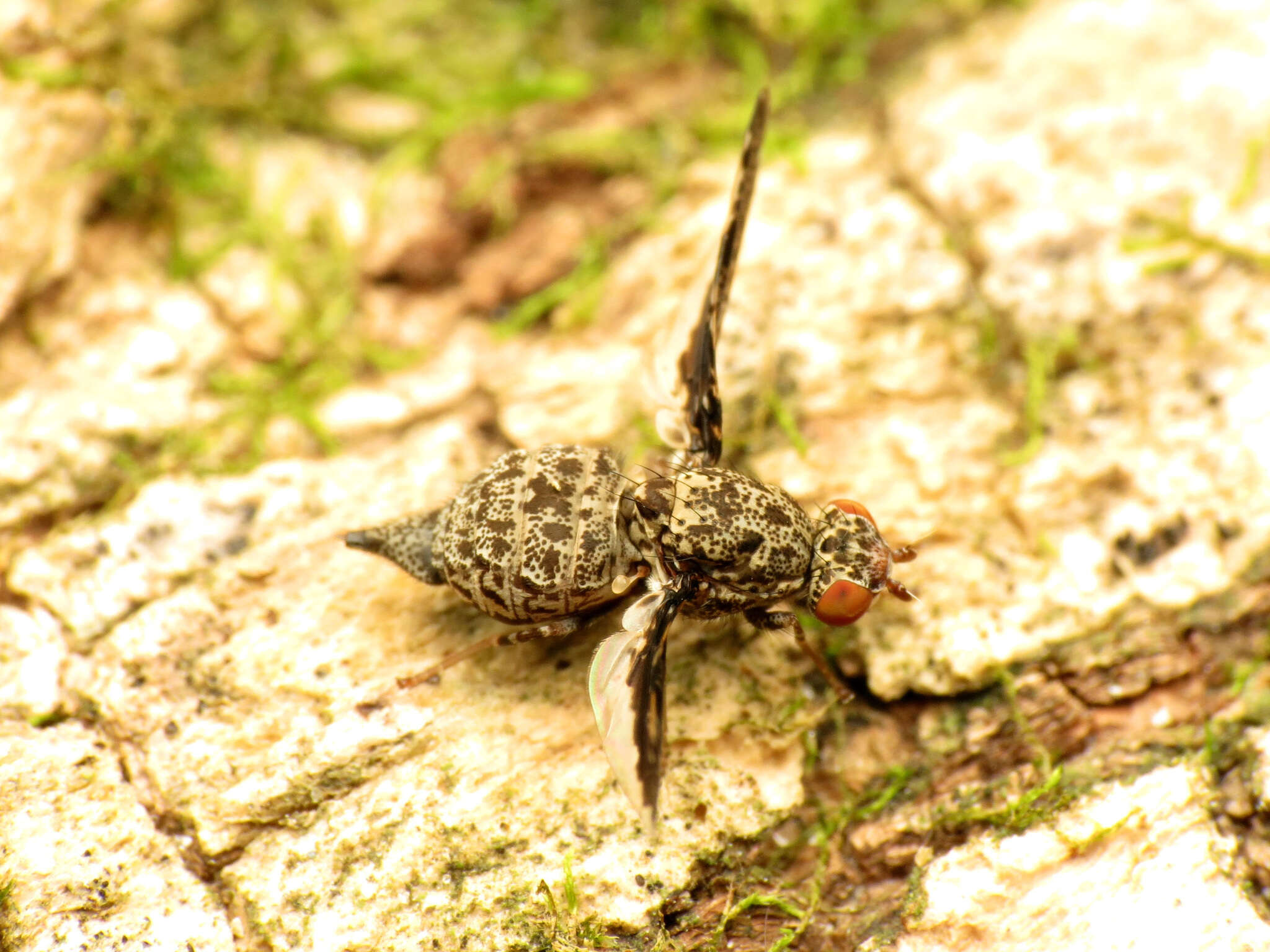 Callopistromyia strigula (Loew 1873)的圖片