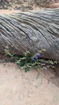 Image of low beardtongue