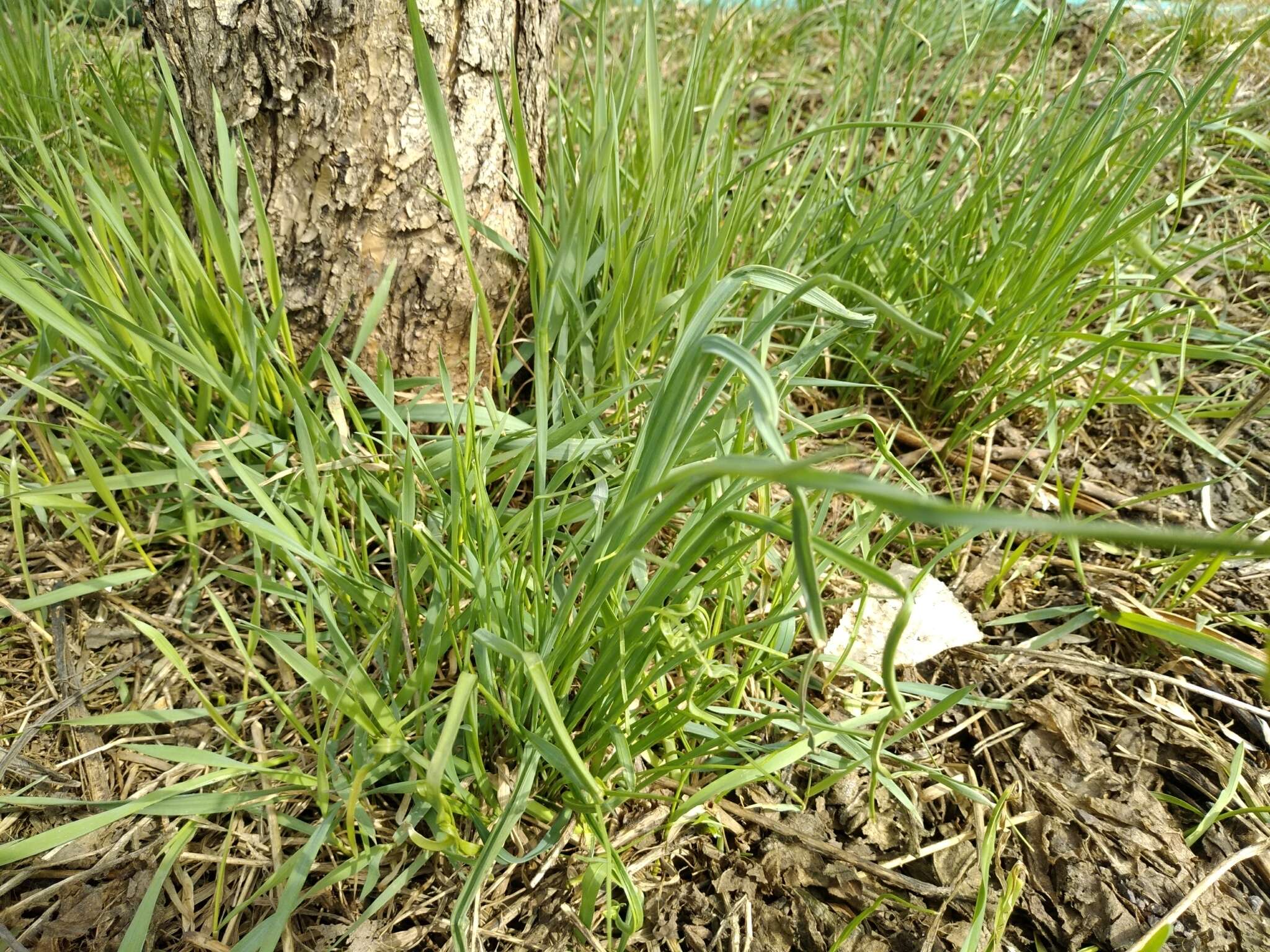 Image of Allium caeruleum Pall.