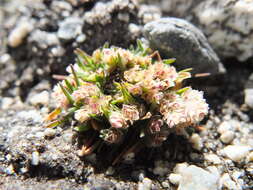 Image of Poa lepidula (Nees & Meyen) Soreng & L. J. Gillespie