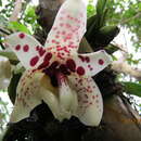 Image of Stanhopea martiana Bateman ex Lindl.