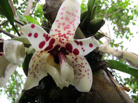 Image of Stanhopea martiana Bateman ex Lindl.