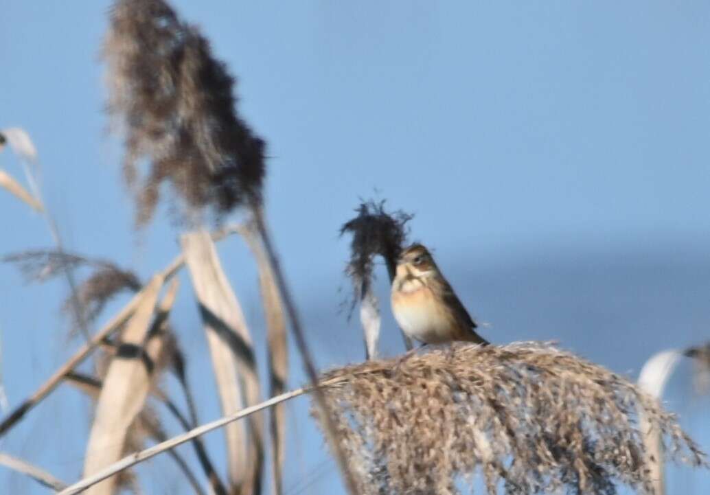 Image of Chestnut-eared Bunting