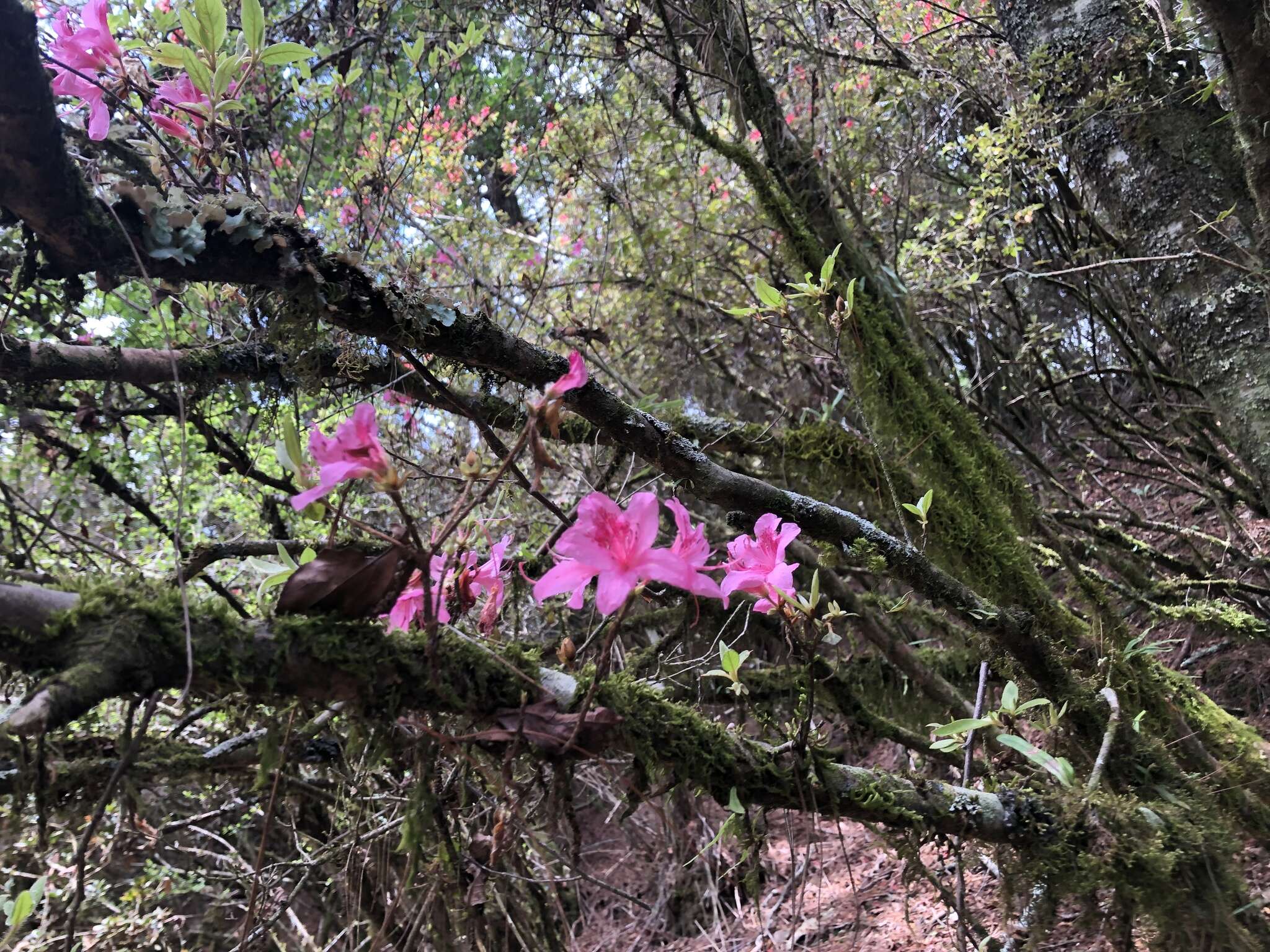 Imagem de Rhododendron rubropilosum Hayata