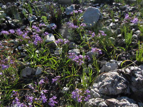 Image of Schizorhiza neglecta (Goldblatt) Goldblatt & J. C. Manning