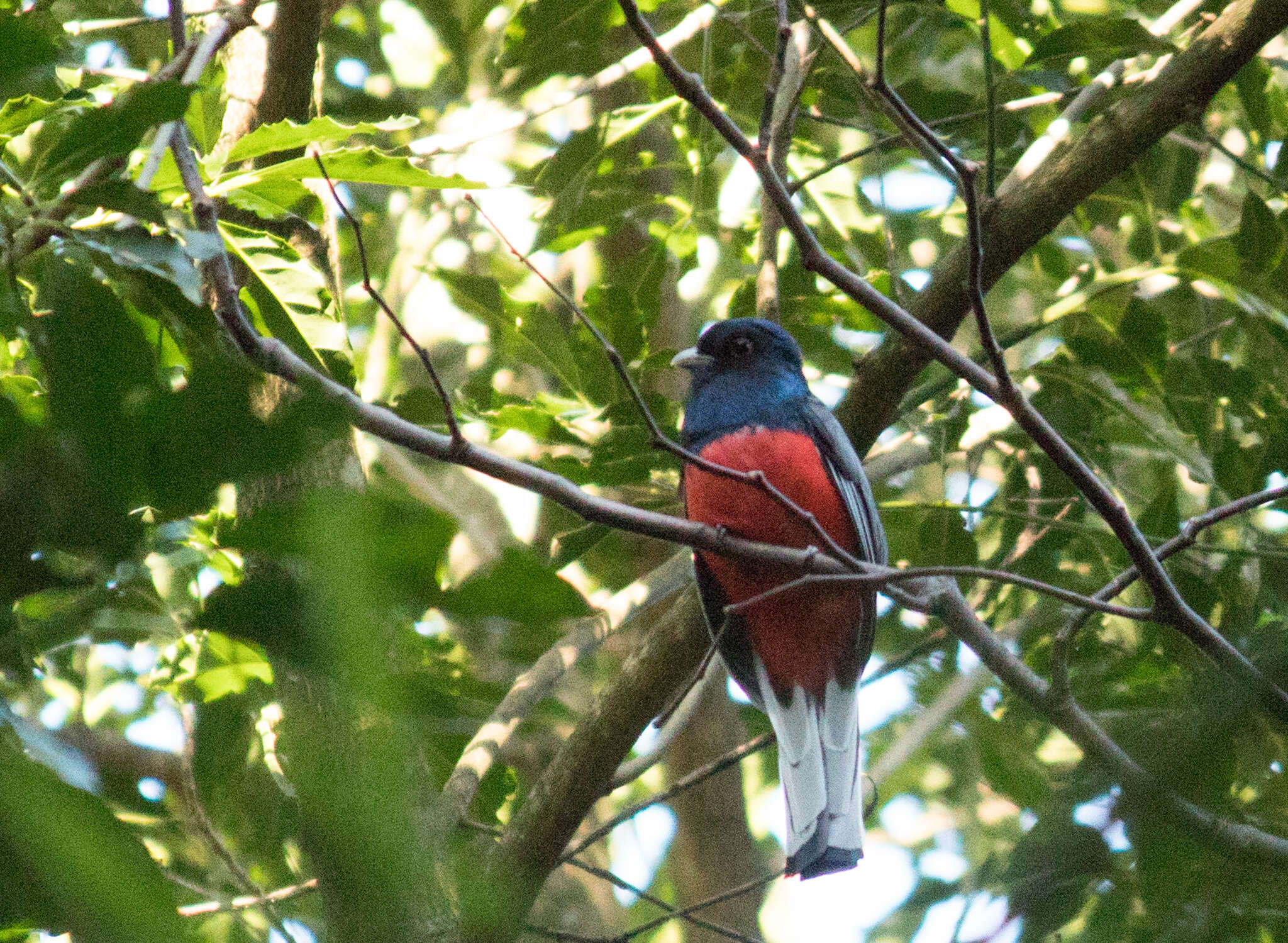 Trogon surrucura Vieillot 1817 resmi