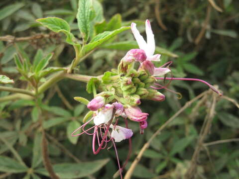 Image of Cleome boliviensis Iltis