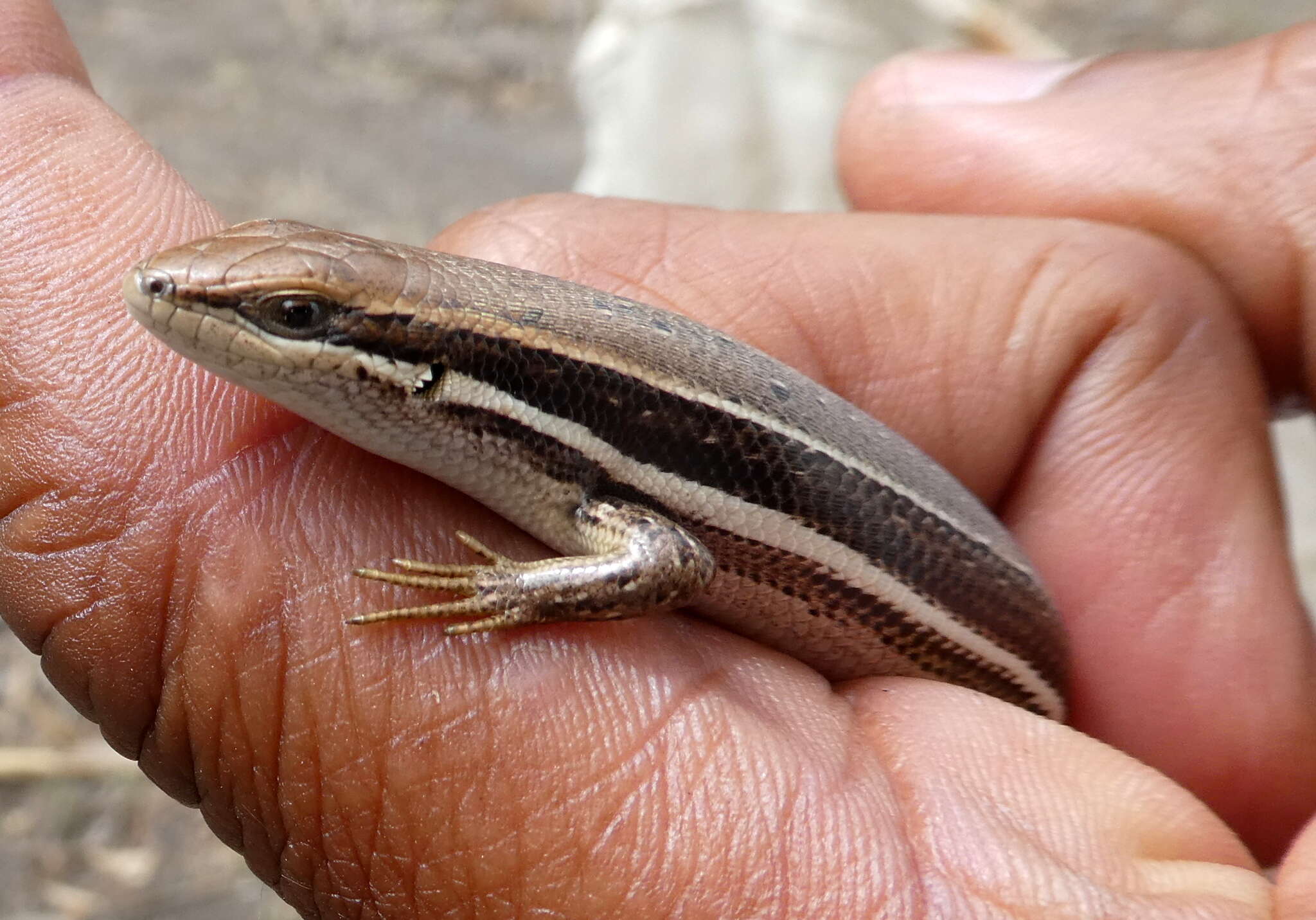 Слика од Trachylepis gravenhorstii (Duméril & Bibron 1839)