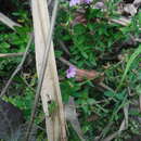 Image of Island Waxweed