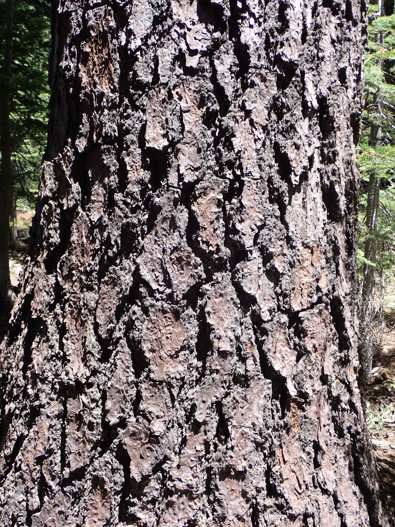 Image of California red fir